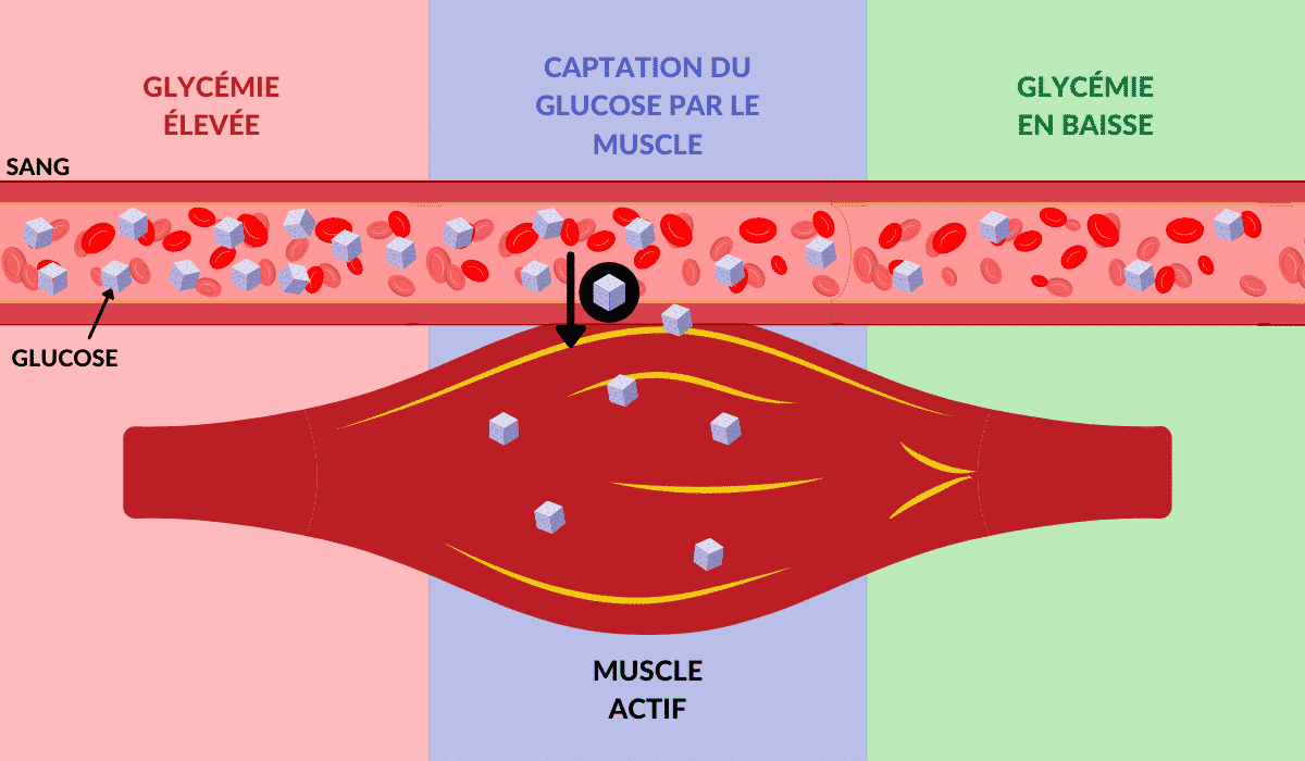 Effets Du Sport Sur Le Diabète De Type 2 Retour Vers La Santé 